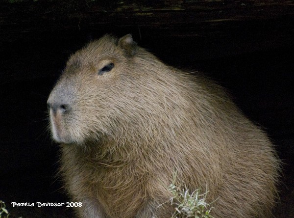 Capybara
