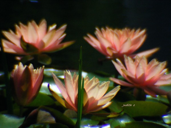 Pink Lillies