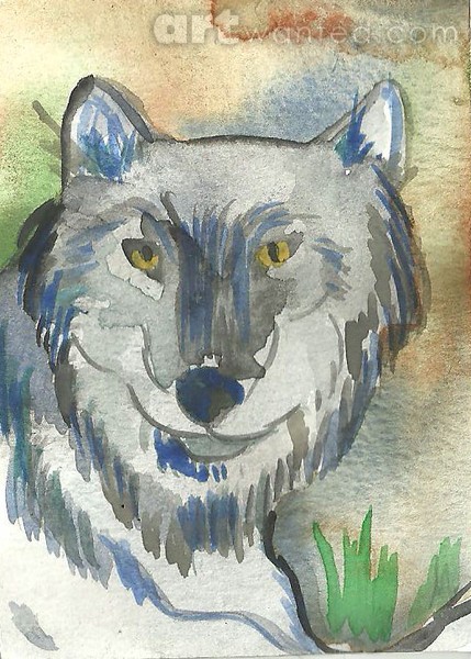 Grey wolf