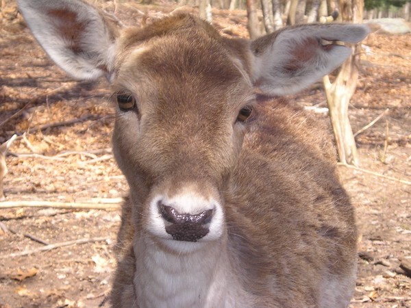 ~Precious Deer~