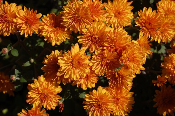 flowers for your halloween ball