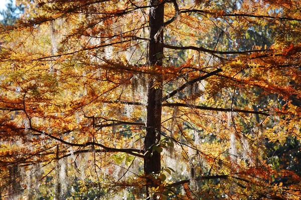 tree fest