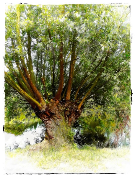 Old Willow