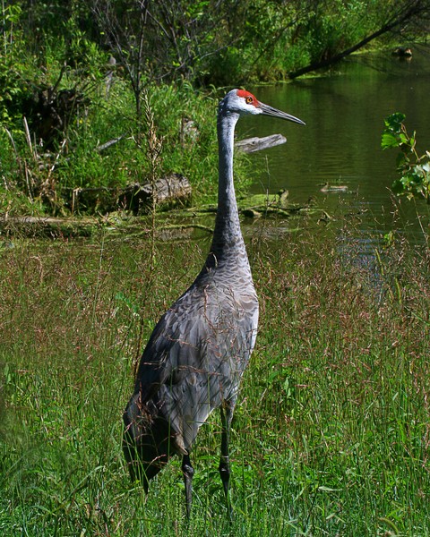 Sandhill Crane