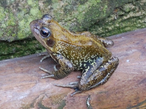 Frog on a log