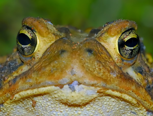Toad I