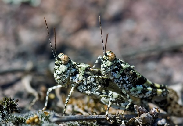 Lichen grasshoppers I