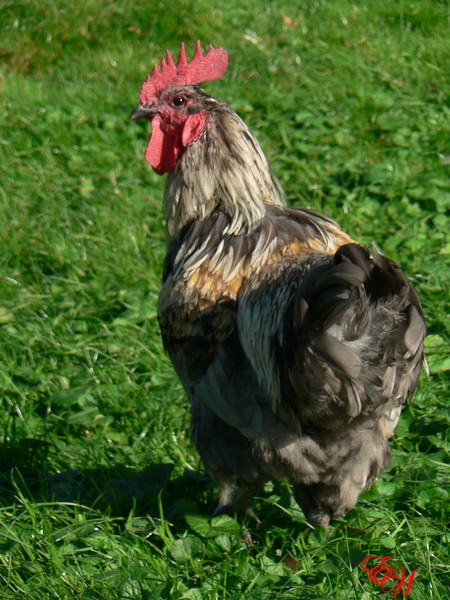 Mr Rooster