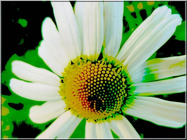 Daisy
