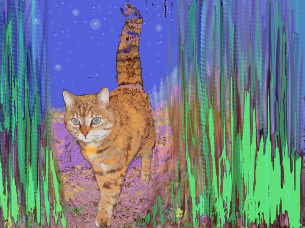 Twilight Kitty