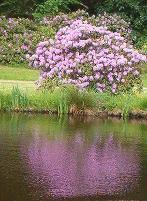 Rhododendron flower