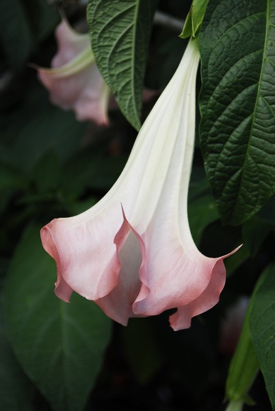 Angel's Trumpet