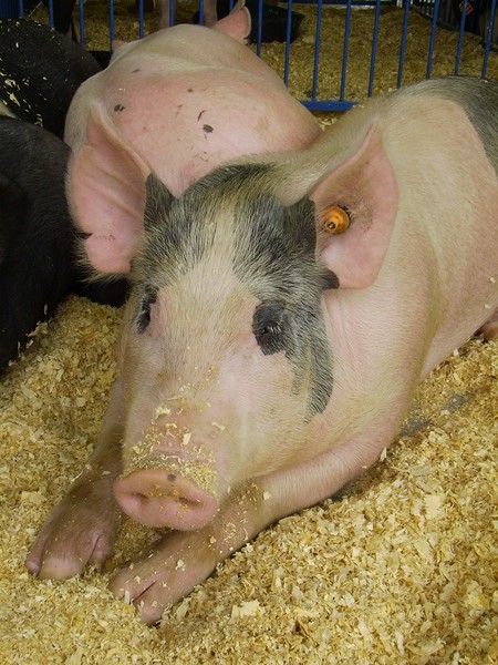 This little piggy