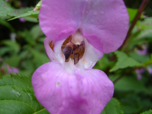 Bond Bee
