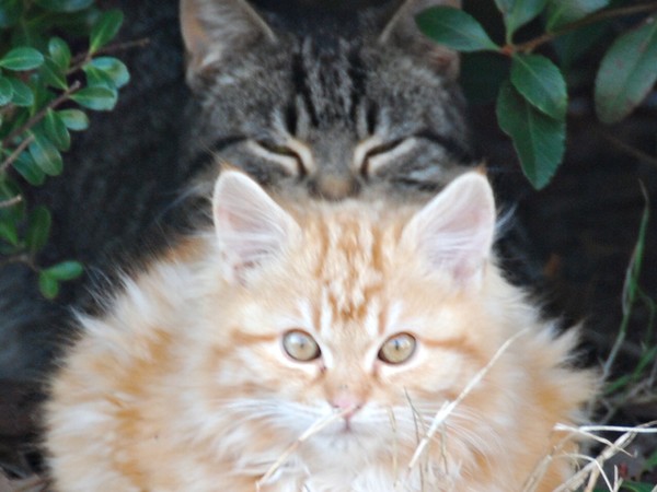 stray cats