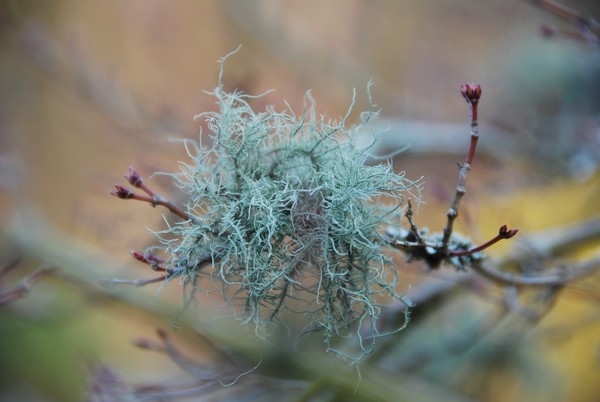 GA Moss
