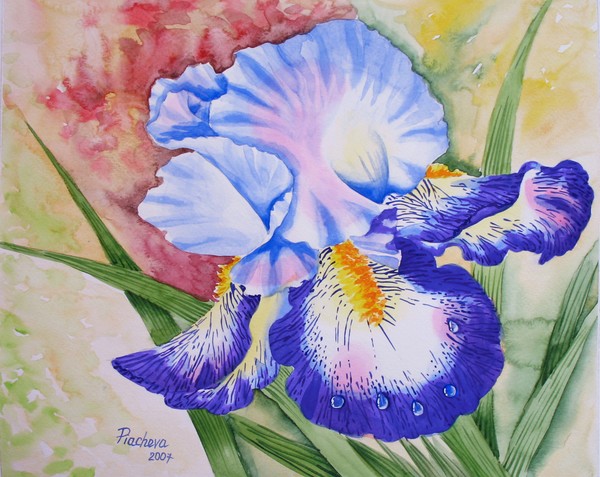 A Morning Iris