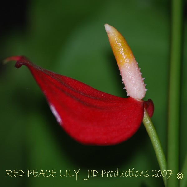 Red Peace