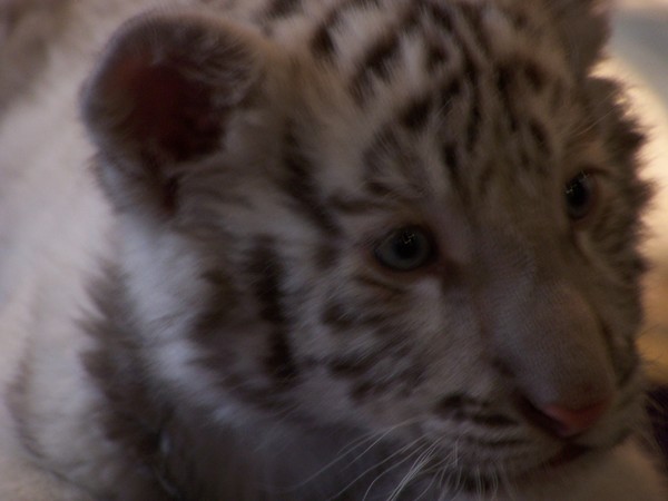 White Tiger Cub
