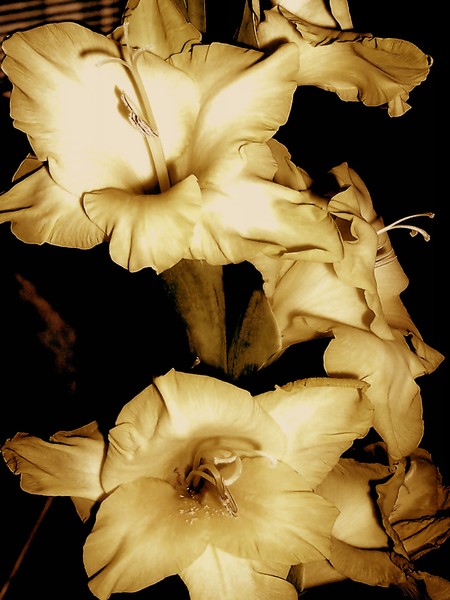 Gladioli