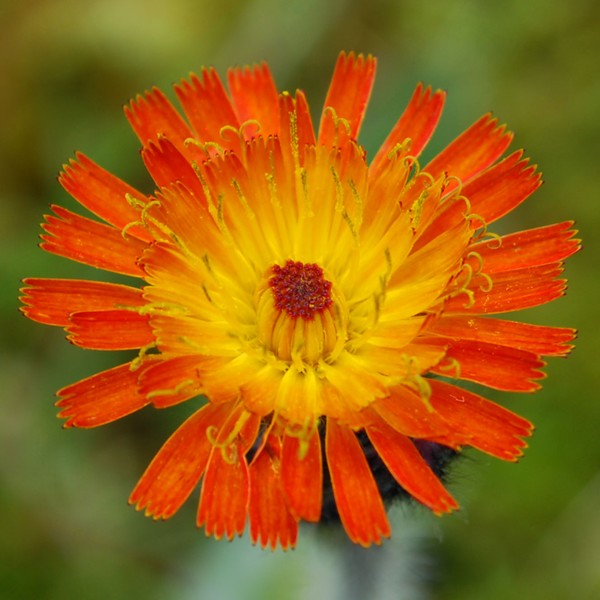 Little Orange Flower