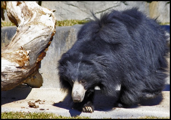 BEAR SLOTH