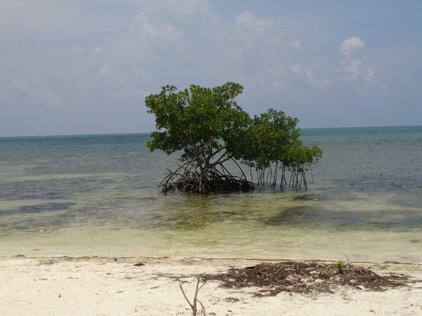 Lone Mangrove Tree