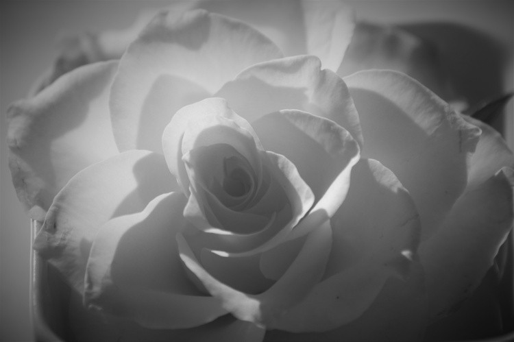 SWEET ROSE