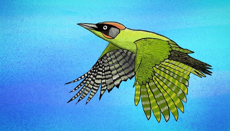 Green woodpecker