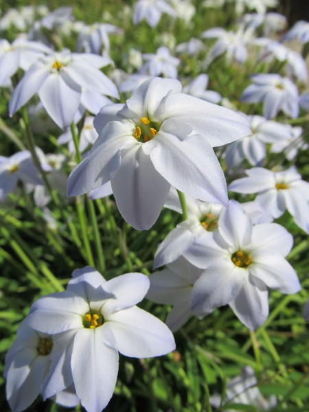 Starflowers