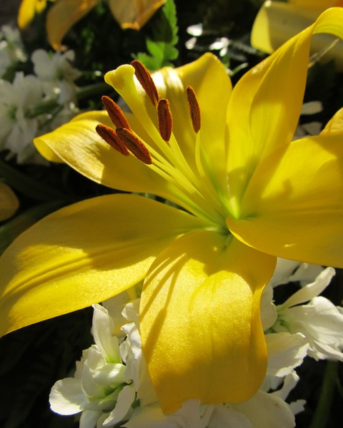 Yellow Lily