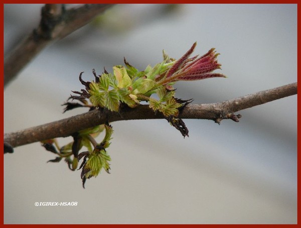 springtime nature 2008