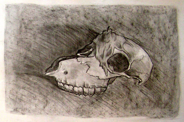 Skull