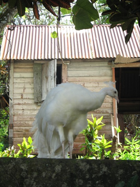 'ALBINO PEACOCK