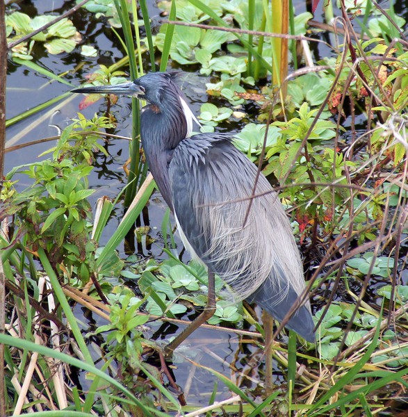 Blue Heron 2/26/2012