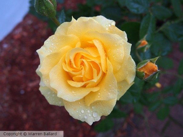 Autumn Rose