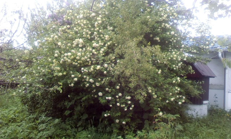 My bush with snow balls