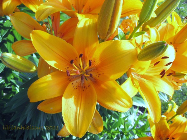 June Lilies