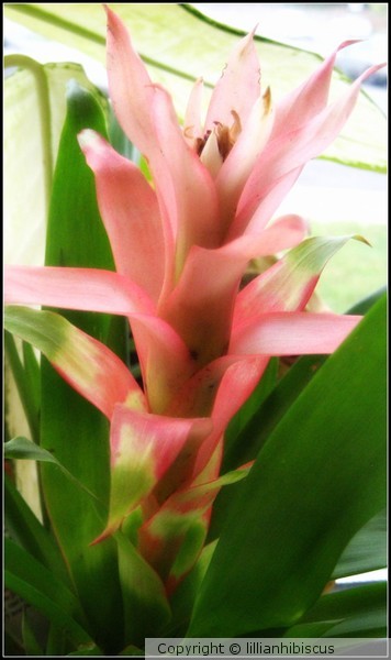 Office Plant