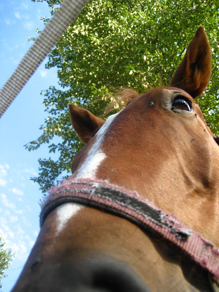 Horse close-up #2