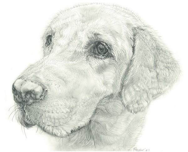 golden lab