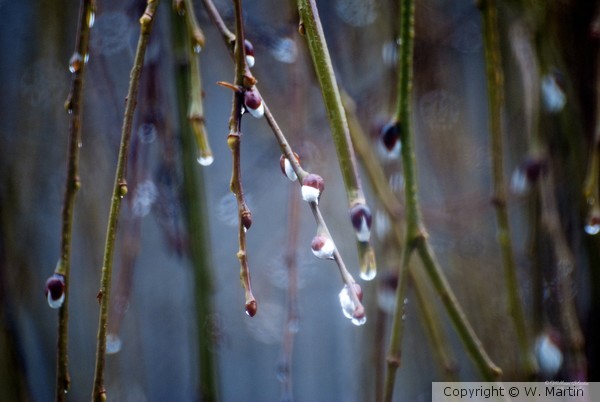 Rain Drops and Willows 4