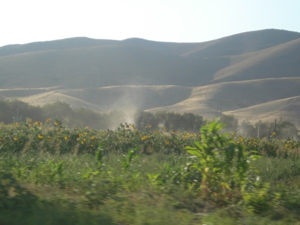 wind is waking up in sunflower field