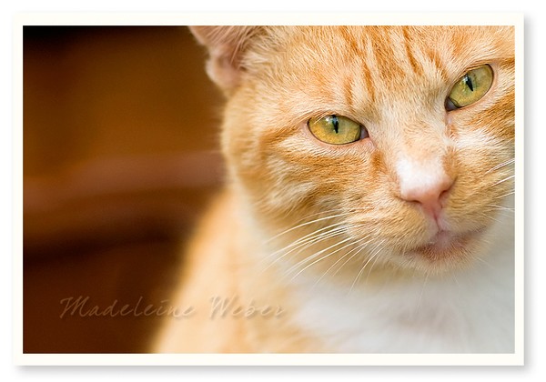 • Mr. Mogli