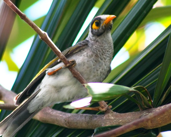 Myna