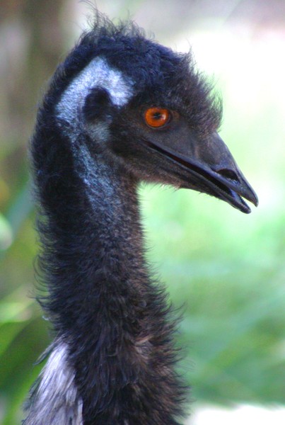 Dromaius Novaehollandiae