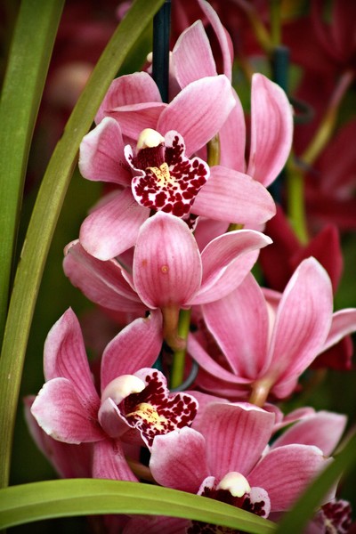 Orchids