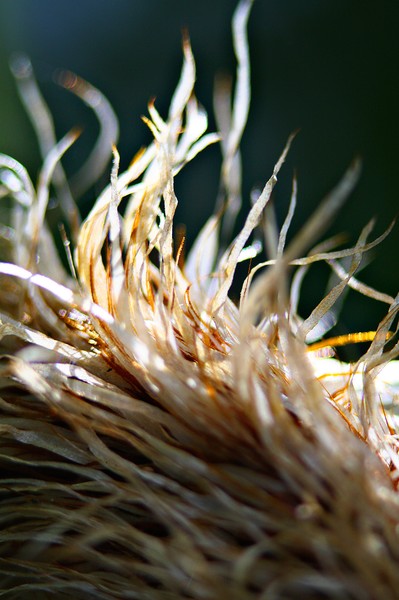 Fern Fluff