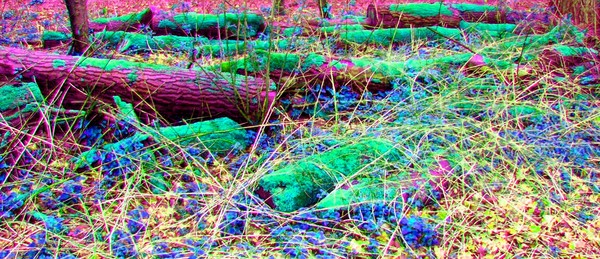 Tree trunks
