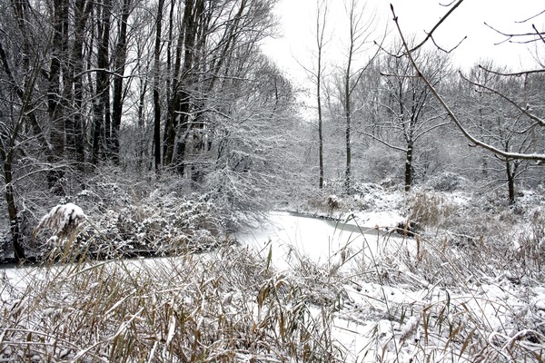 Winter Wonderland